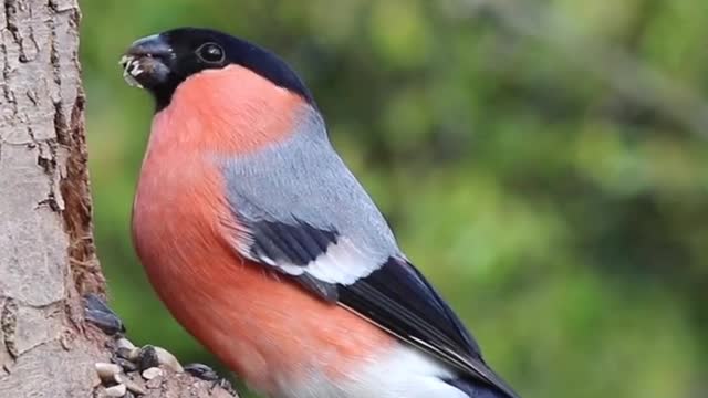 Bird video