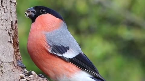 Bird video