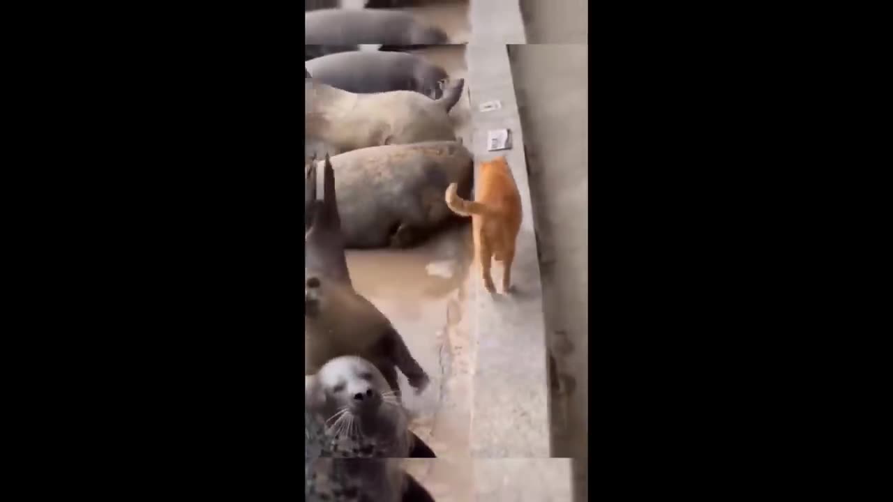 Funny animal video/funny cat and dog /funny animal