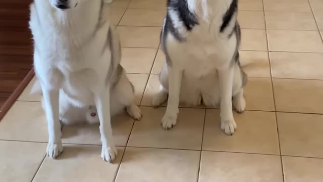 How To Tell If Your Dog Is A Husky...