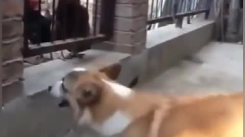 Dog funny video