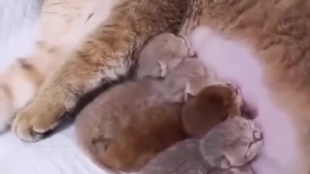 Cat Moms Nursing Their Cute Baby - cat moms nursing their cute baby kittens videos compliation 2021