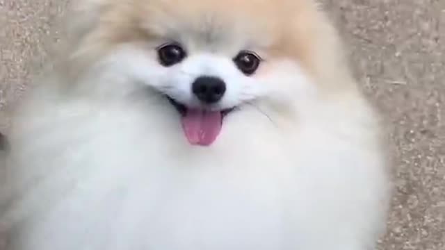 cute & funny dog _tik tok funny dog #shorts