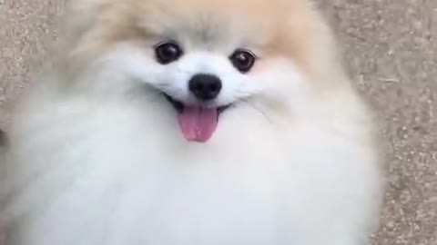 cute & funny dog _tik tok funny dog #shorts