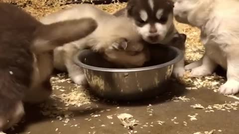 A litter of puppies are eating