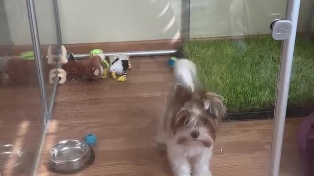 Stubborn Yorkie Wont Listen to Mom