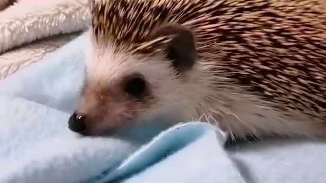 Inspector hedgehog