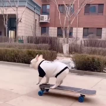French Bulldogs Skating