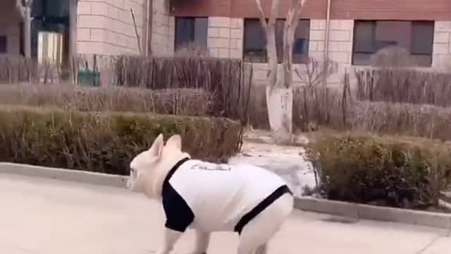 French Bulldogs Skating