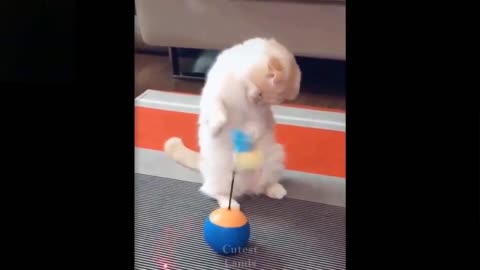 Cute and Funny Cat Videos