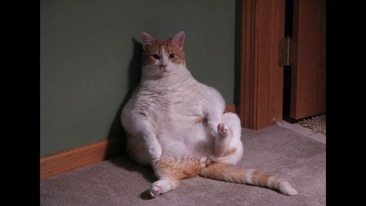 Funny cats