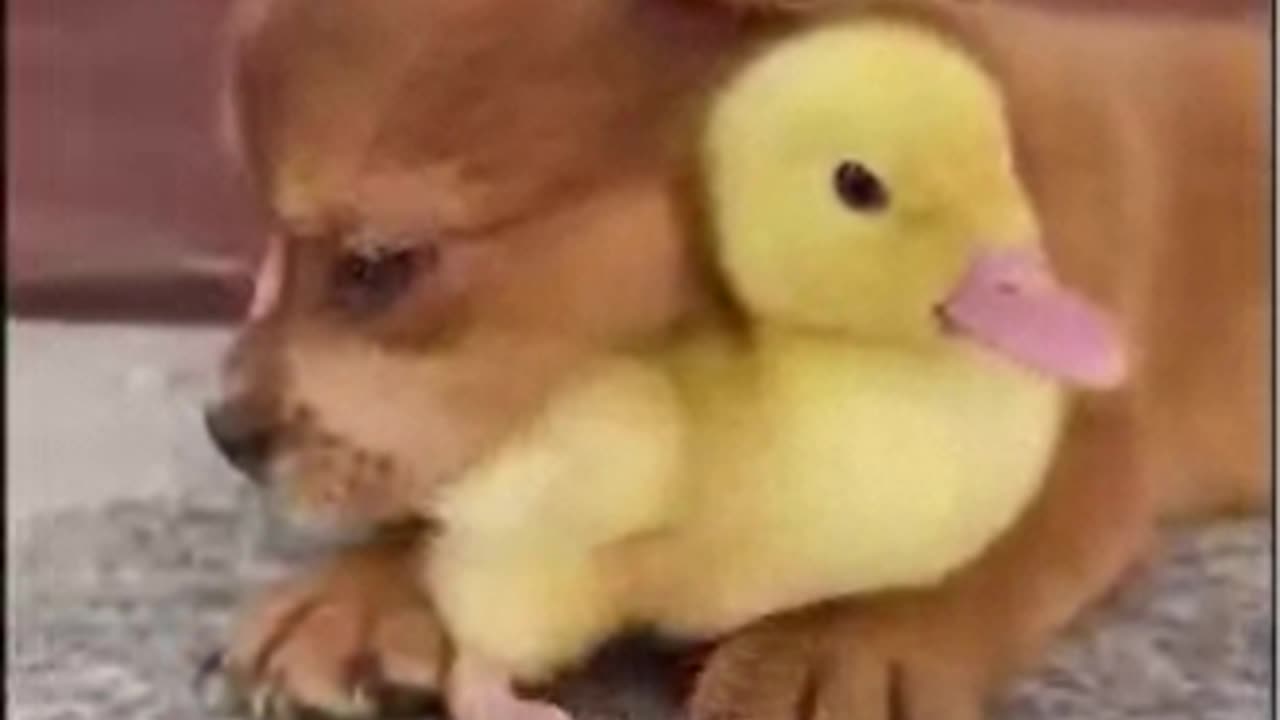 Funny Animal Video