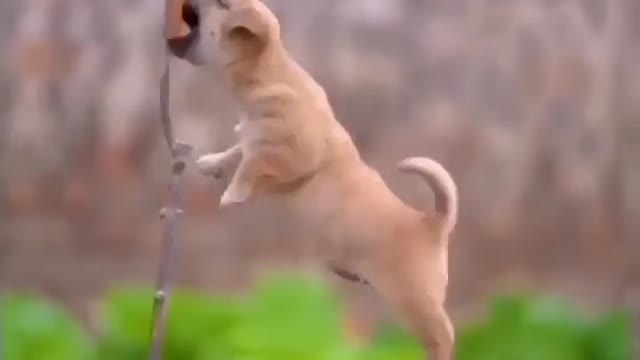 funny cat videos, cute baby cat videos , cute animals baby cats, baby cat, cat baby