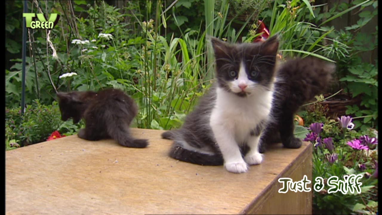 Turkish Angora, Ankara kedisi kittens