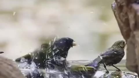 Birds playing in the water! Having fun.