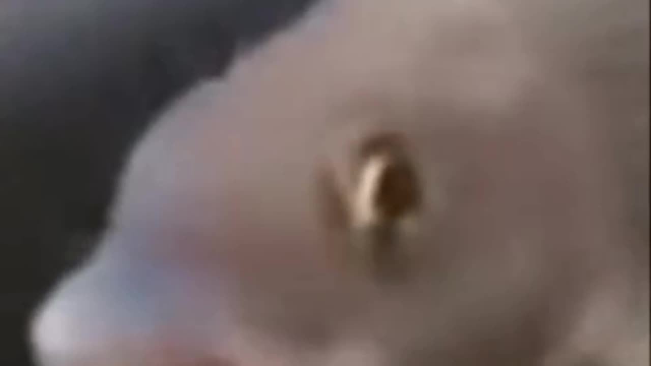 The Funniest Animal Compilation You Need to See!"