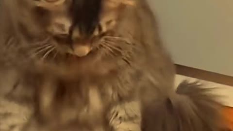 Funny cats video