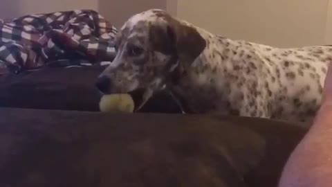 Black and white spotted dog brings ball to owner then throws it at owner