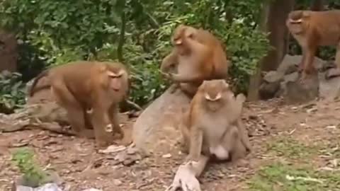 funny Animals video 😂