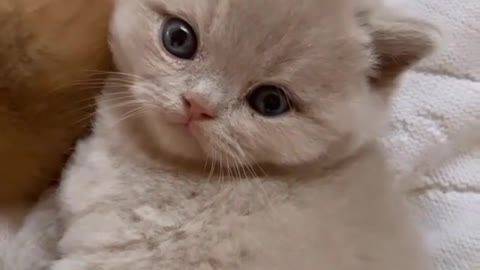 the cutest kitten on the internet