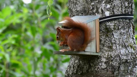 Squirrel red nagar