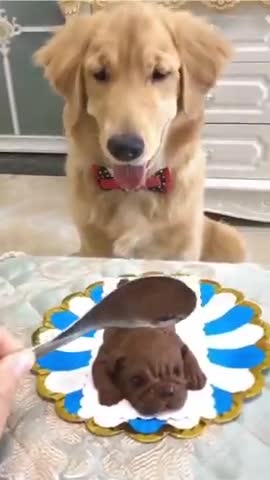 Funny cat videos and funny reaction