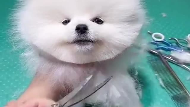 cute & funny dog -tik tok funny dog #shorts