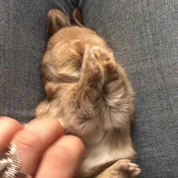 Cute Little Baby Bunny Wants To Sleep