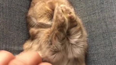 Cute Little Baby Bunny Wants To Sleep