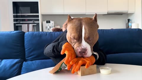 Smart Dog with hands eating Wingstop 4K