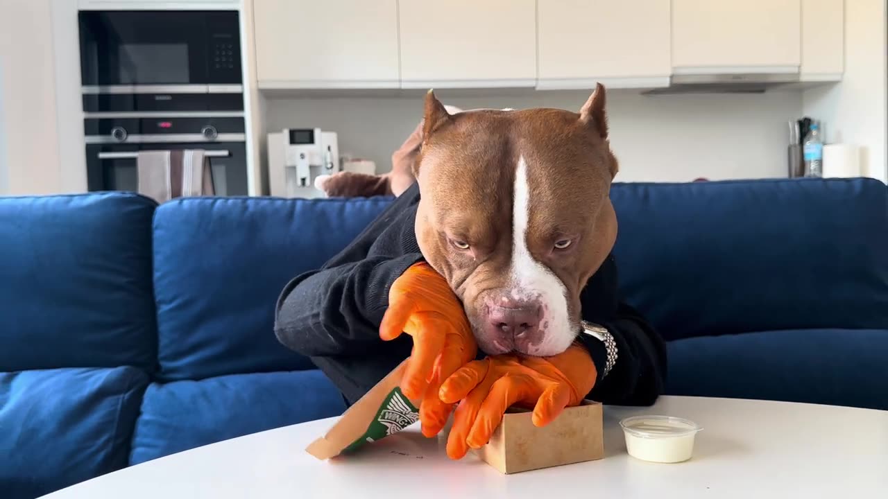 Smart Dog with hands eating Wingstop 4K