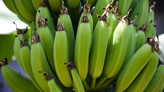 香蕉熟透、發黑？ 延長保存期限秘訣