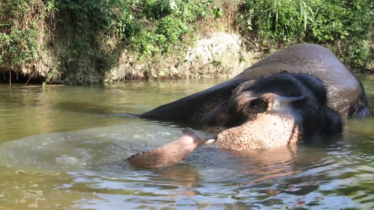 View of an elephant bathing in a stream. It s common practice to refresh elephants after a days