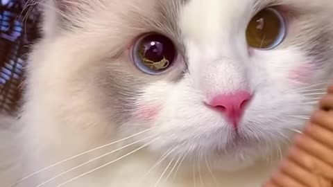 Cute funny cat moment.funny video.cat video