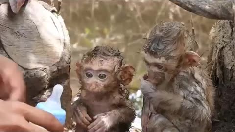 Humanity is Still Alive #shorts #shortsvideo #video #viral