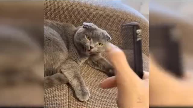 Funny pets