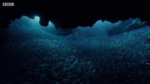 Fish Hunting with One of the Deadliest Sea Predators | BBC Earth