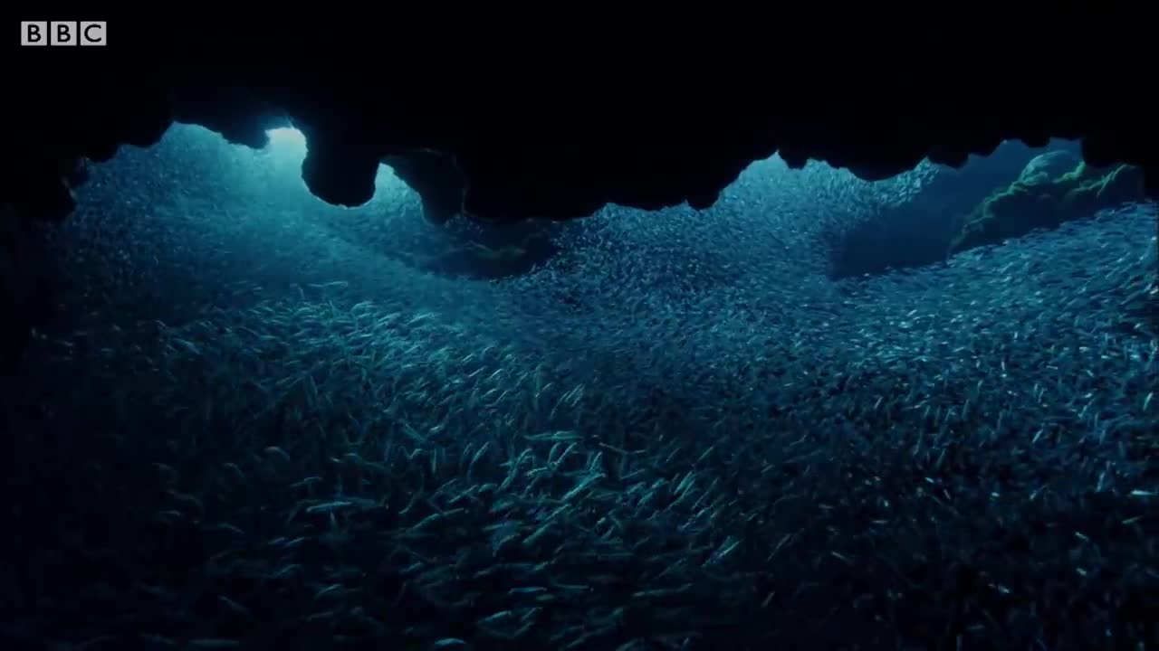 Fish Hunting with One of the Deadliest Sea Predators | BBC Earth