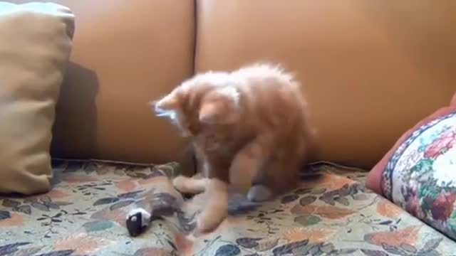 The little kitten is playing with his toy mouse 😸