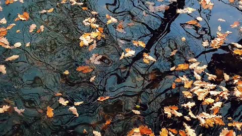 Ducks swimming