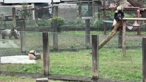 Panda playing games