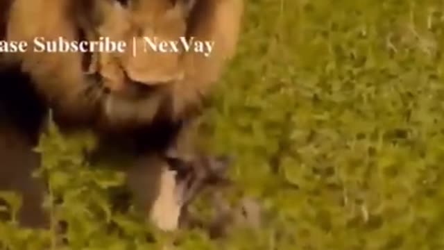 🦁lion Vs dog🐕 watch till the end.