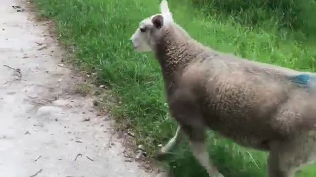 A friendly lamb really wants to play with this little doggy