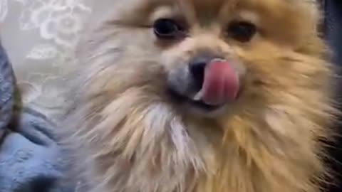 So cute dog reaction