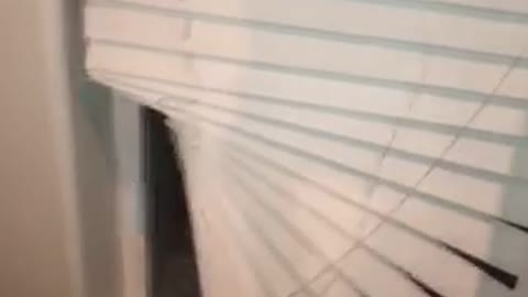 Dog stuck behind couch