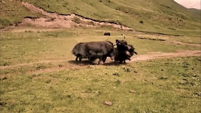 Yaks who can't fight are not good yaks