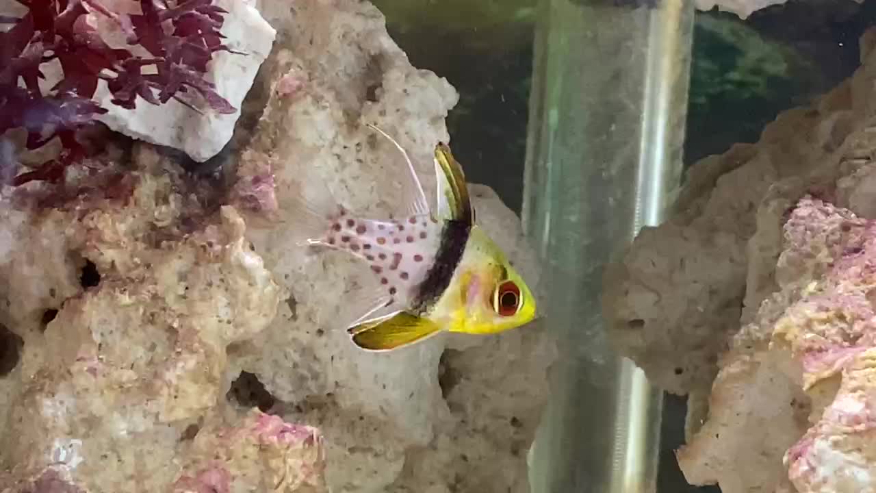 Pajama Cardinal in front of the tank