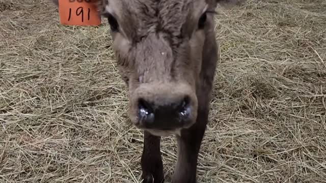 Calf Looking For Something To Eat