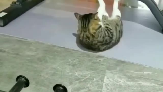 Funny animal video