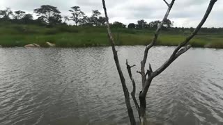 Great catfish dam